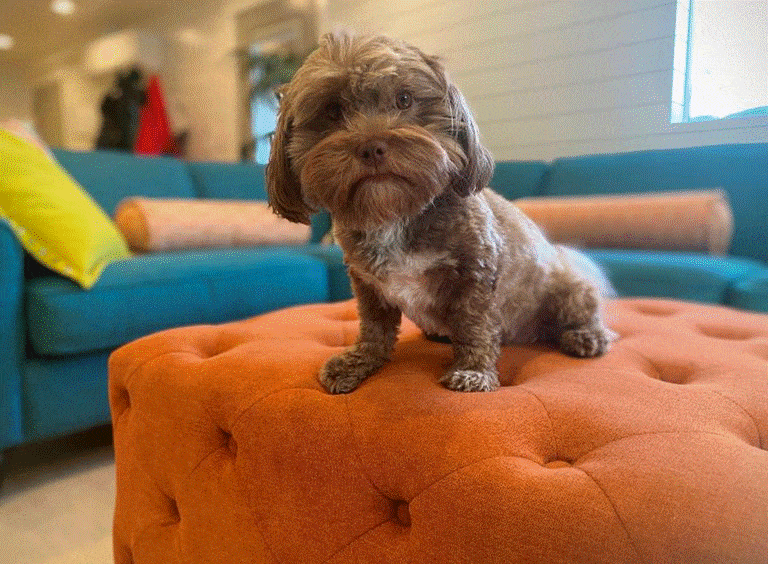 Cocoa Chocolate Havanese Dog