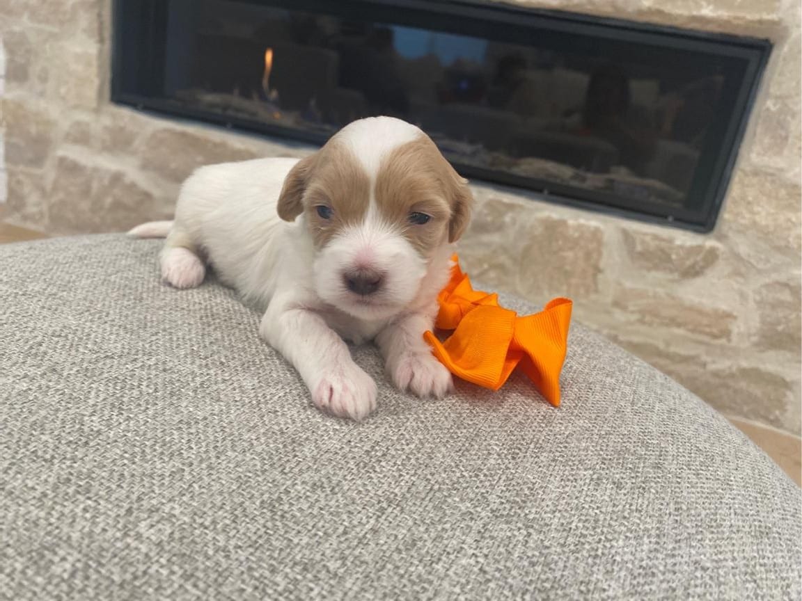 Jetta, Tan and White Havapoo Dog For Sale in Alabama 2
