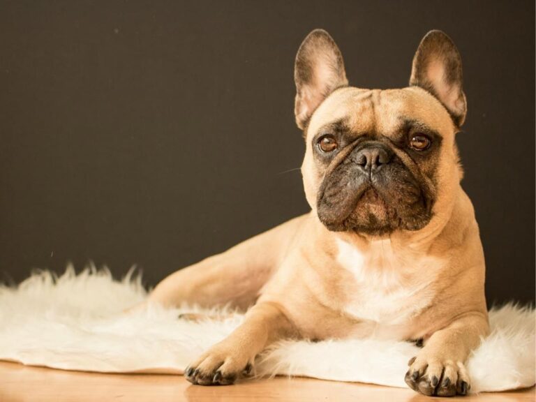 French Bulldog temperament, French Bulldog size, French Bulldog grooming, French Bulldog exercise needs, French Bulldog health issues, French Bulldog training tips, French Bulldog lifespan, French Bulldog personality traits, French Bulldog good with children, French Bulldog as a family pet