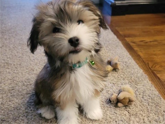 Playful Havanese with Toys - Havanese Exercise Needs