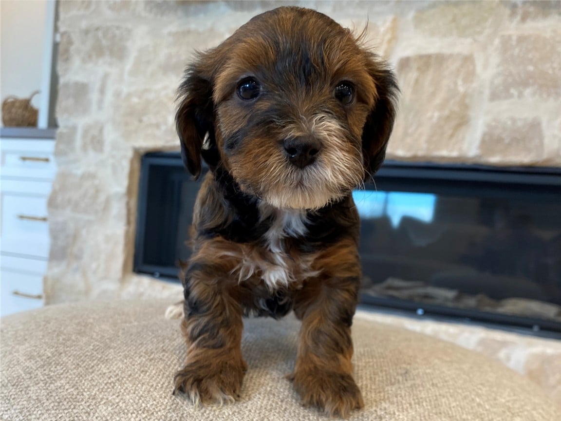Havapoo Puppy for sale
