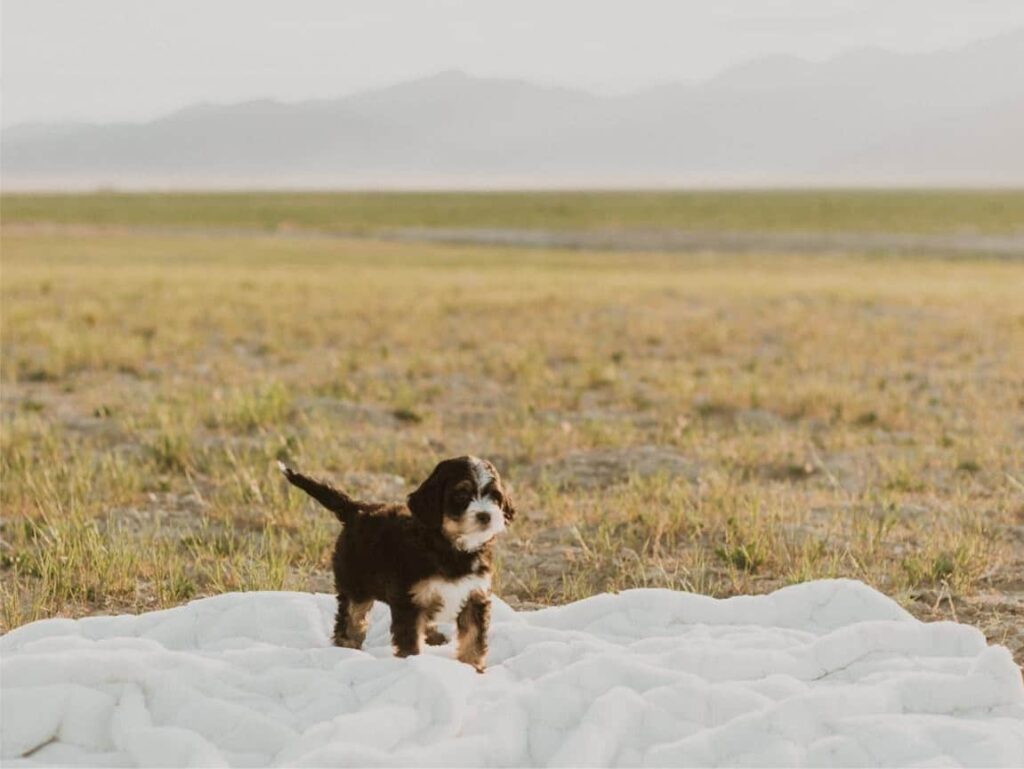 Bernedoodle Breeder with Puppies For Sale Wyoming