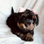 Havapoo Puppies, Havapoo Puppies For Sale Near Me, Poovanese, Havadoodle
