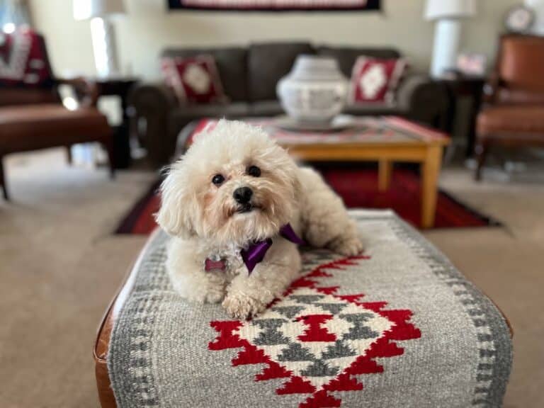 Sassafras Havapoo Apricot