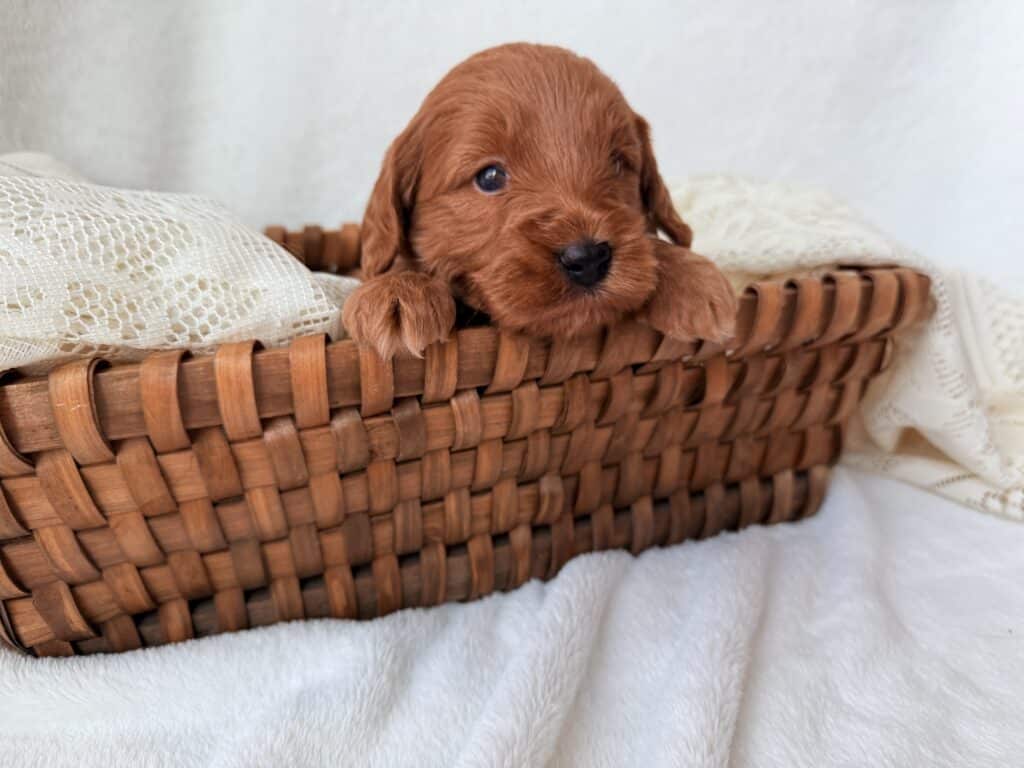 Bark – $2,000