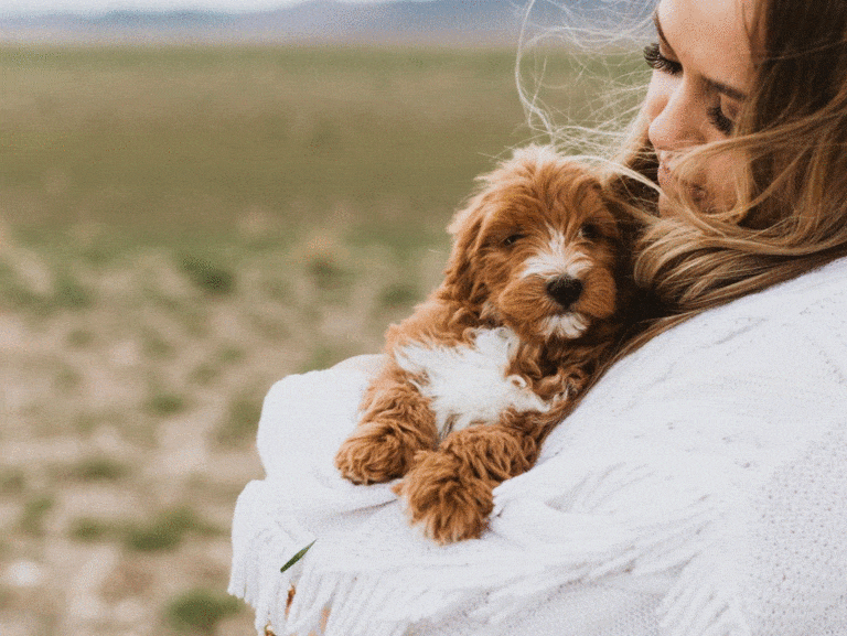 Goldendoodle puppy for sale