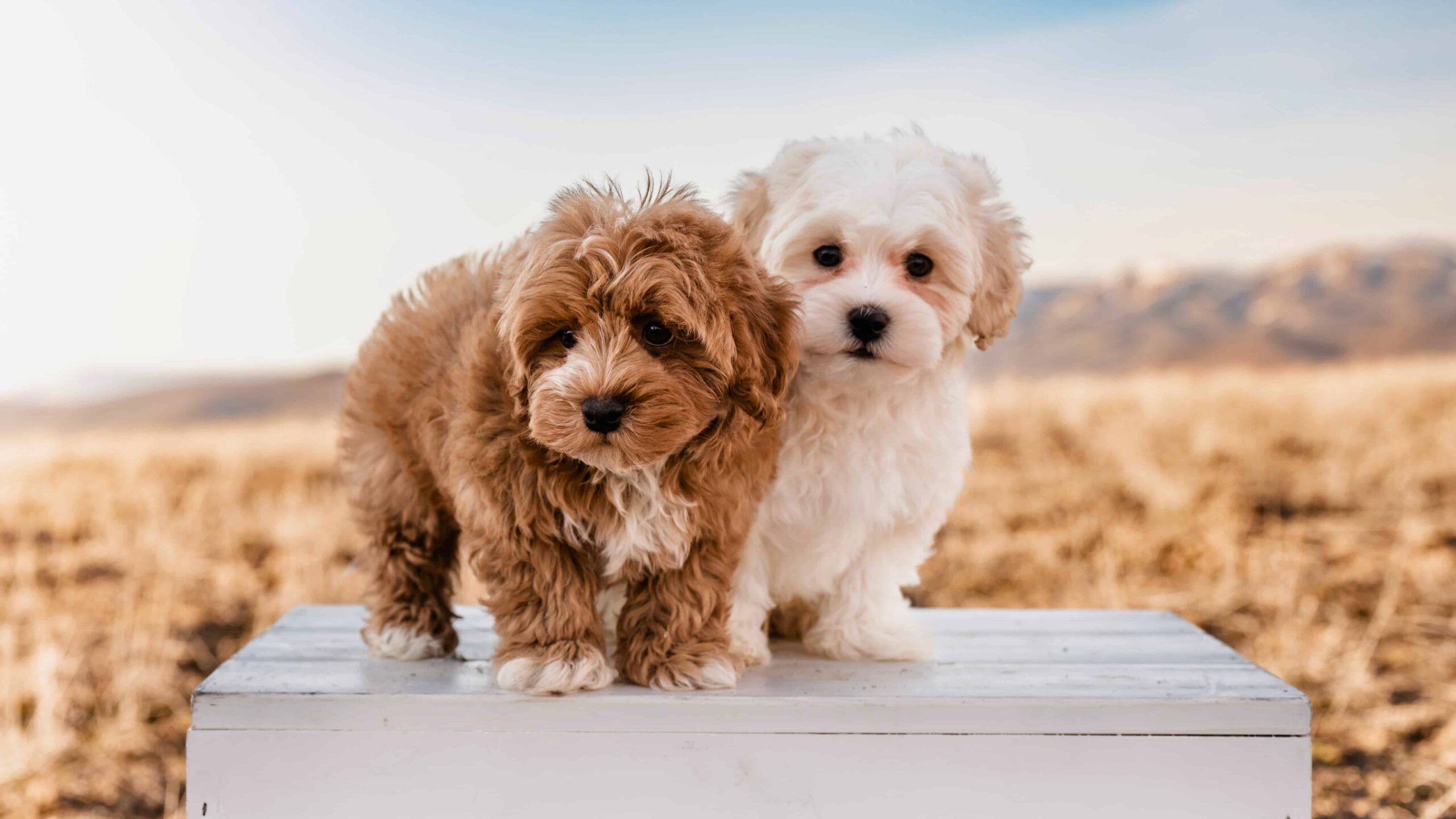 havapoo puppy, havapoo dog, havapoo coat colors, havapoo family pet, havapoo training, havapoo hypoallergenic dog