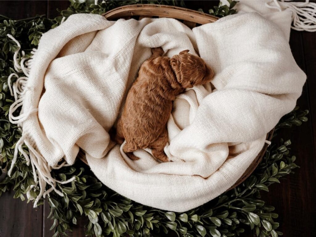 Snuggly Havanese Puppy Cuddled Up in a Blanket