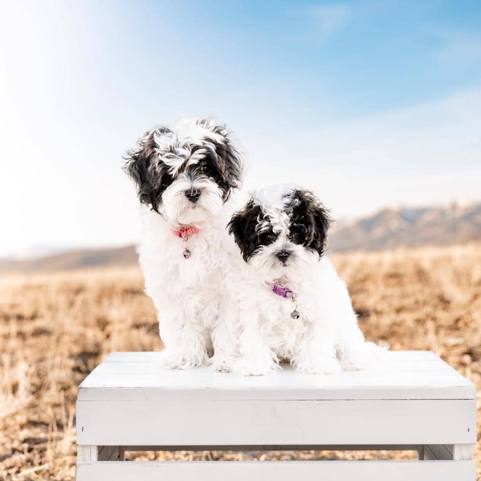 Louisiana Puppy Puppies 2 Tips for Parents