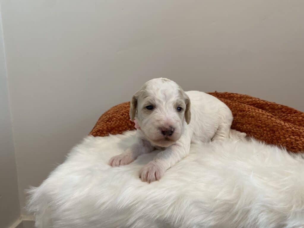 Lily Girl