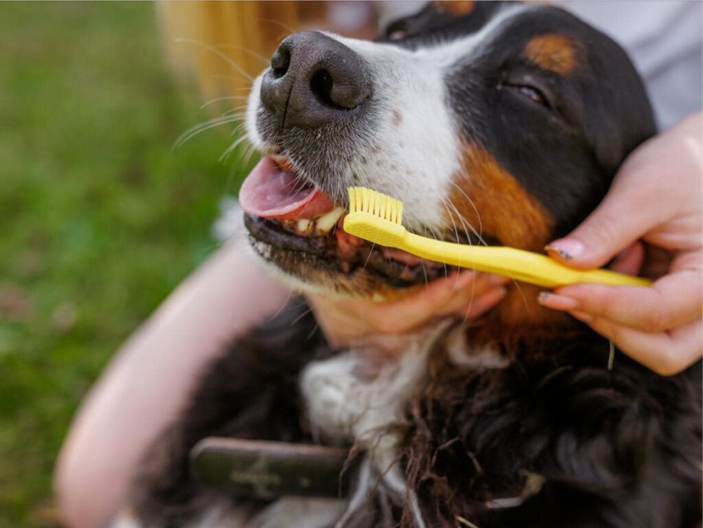 Brushing Your Puppy’s Teeth