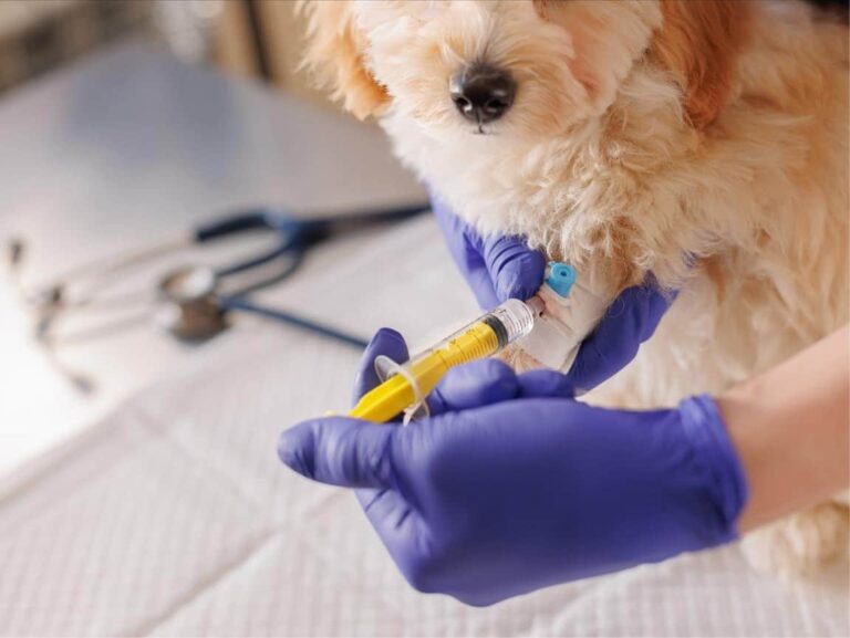 Puppy Vaccination Schedule