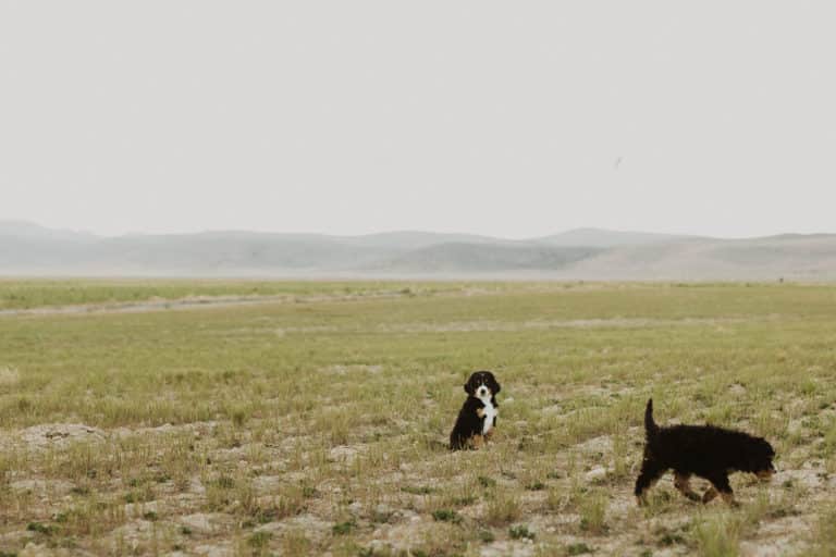 Bernedoodle puppy in field
