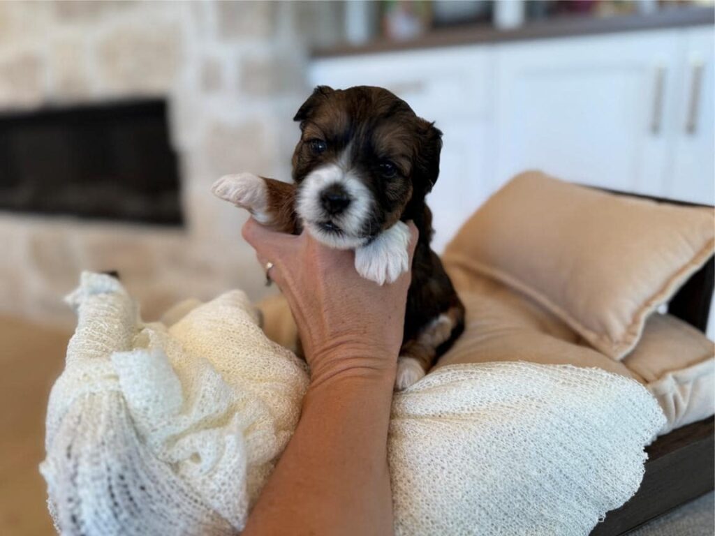 havanese-puppy, havanese-small-dog, havanese-in-thousand-oaks-city, havanese-in-california, havanese-best-small-dog