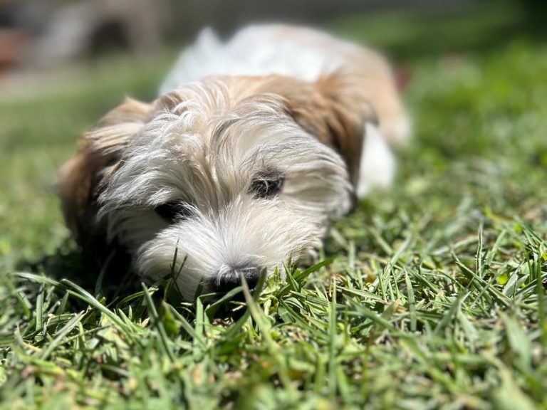 Are Havapoos Good Dogs For Novice Dog Owners