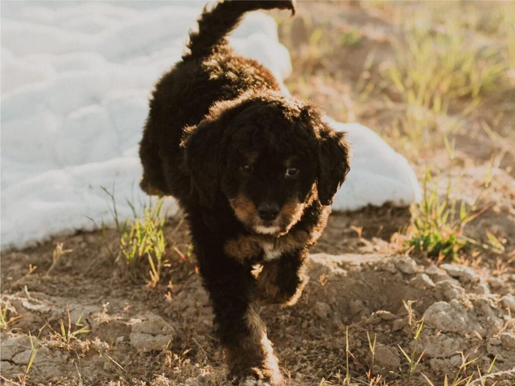 Healthy Bernedoodle Puppy with Wavy Coat in Louisiana