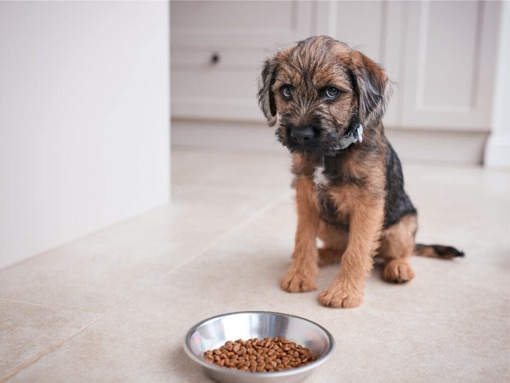 Puppy Food For Dogs