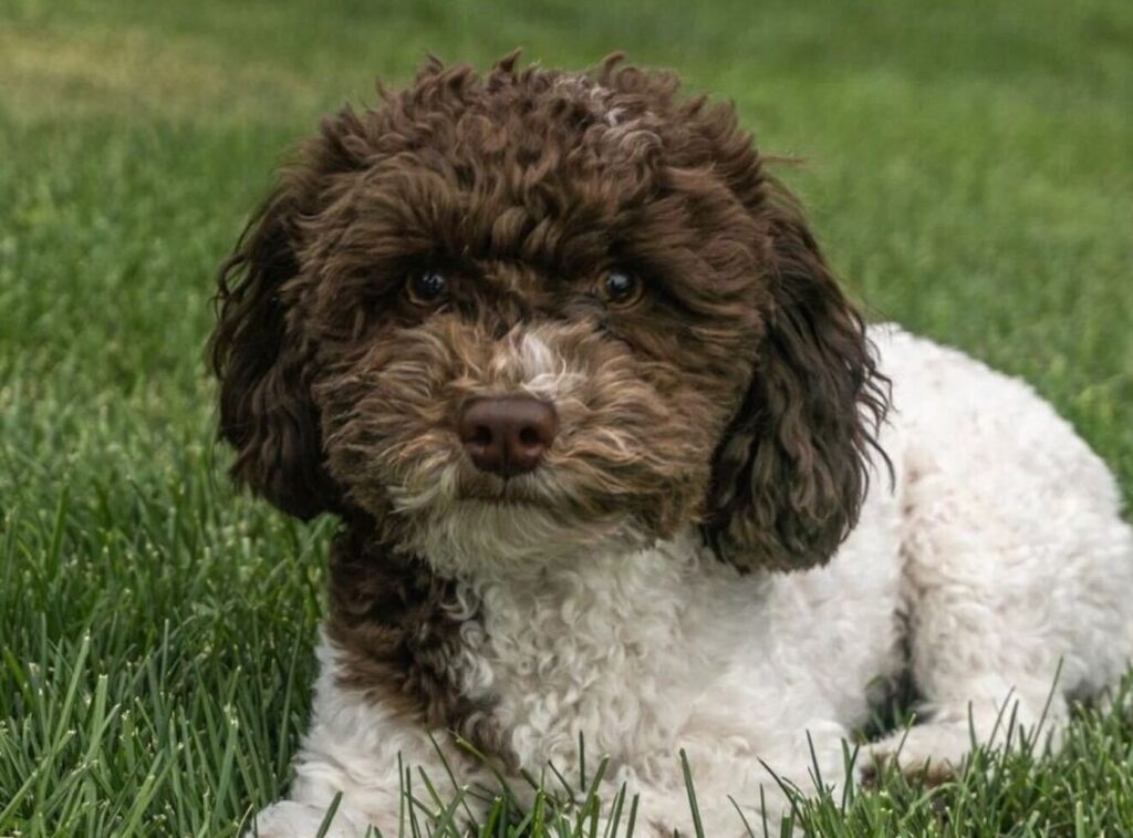 Oreo Bill, Mini Poodle parent of upcoming Havapoo litter at LadyPawsPuppies – Utah puppies with playful, confident temperamen
