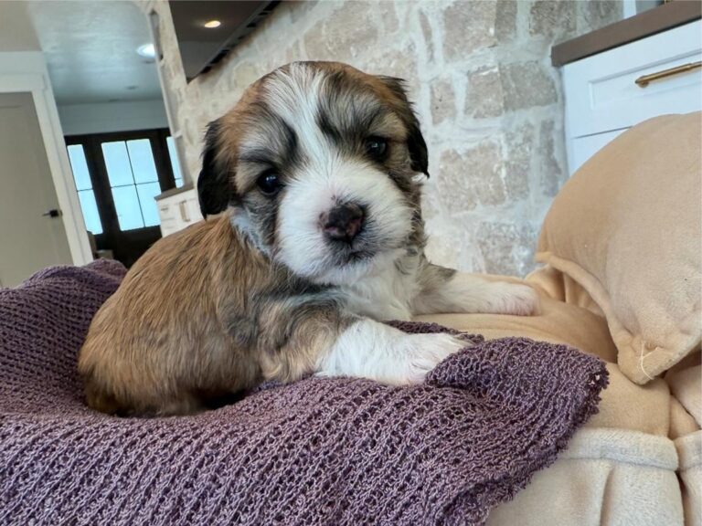havanese-puppy, havanese-small-dog, havanese-in-simi-valley-city, havanese-in-california, havanese-best-small-dog