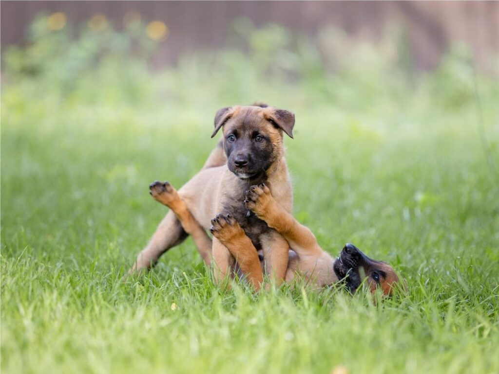 Flea and Tick Prevention for Puppies