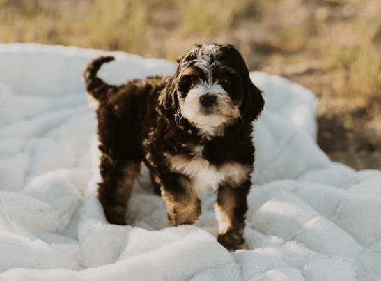 Bernedoodle Puppies for Sale Georgia