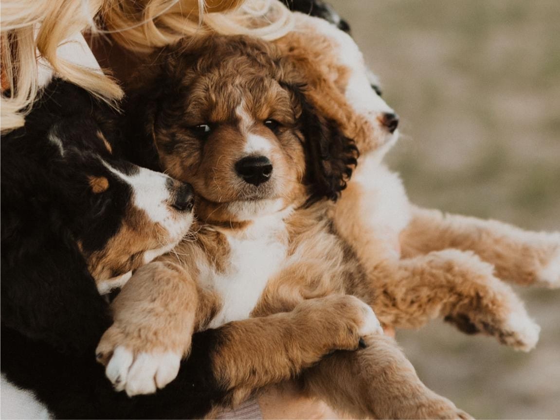 Happy Bernedoodle Puppy for Sale in Idaho