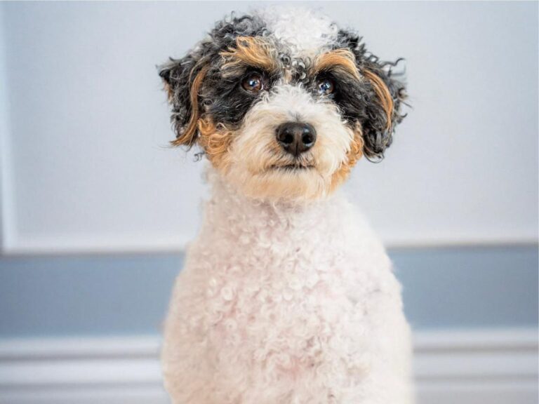 Caesar The Poodle