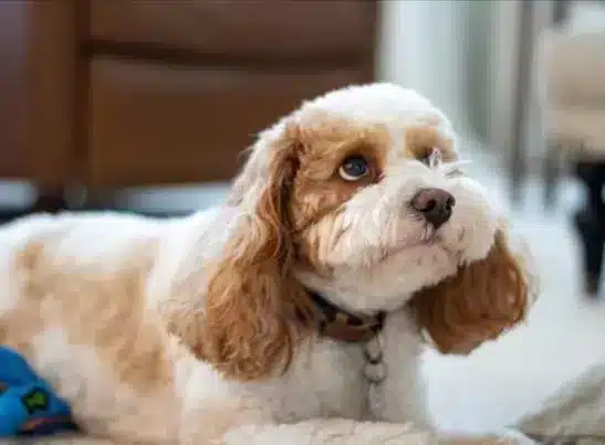 Louisiana 3 Cavapoo Puppy Puppies