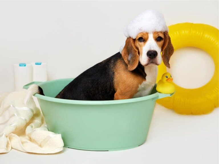 How Often Should You Bathe Your Puppy