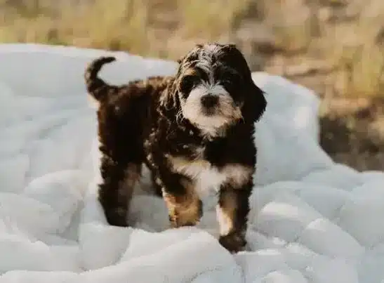 Louisiana 4 Bernedoodle Puppy Puppies