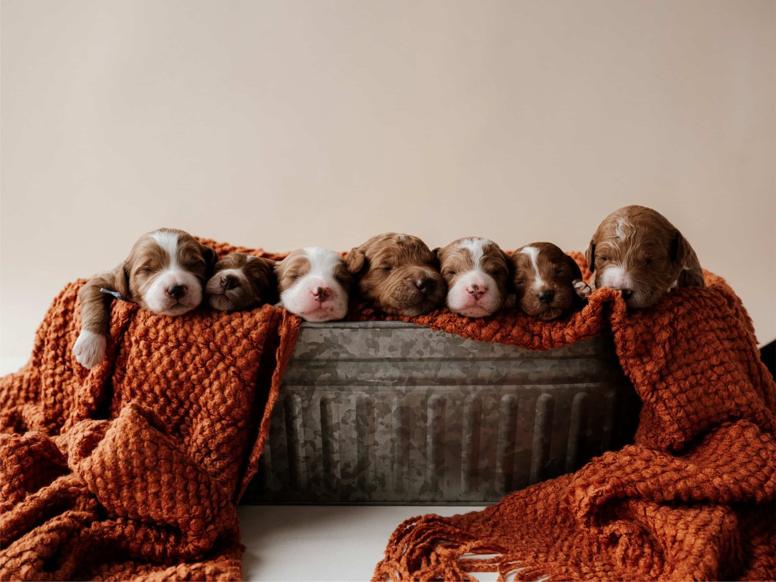 Puppies For Sale (8)