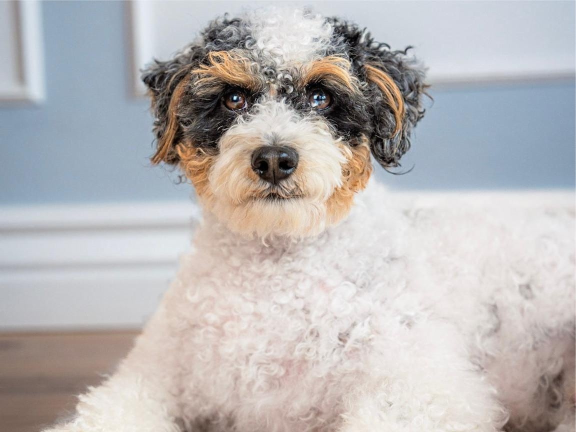 Caesar The Poodle 1