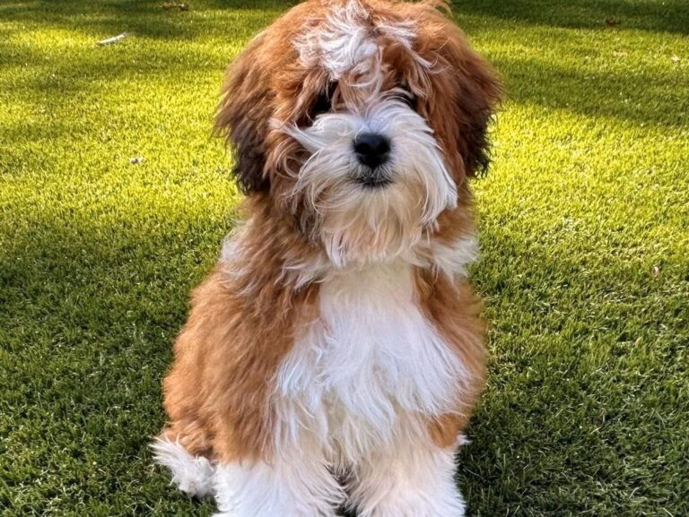 Havapoo Puppy Detroit, Cute Havapoo Puppy Michigan, Fluffy Havapoo Puppy Detroit, Playful Havapoo Puppy in Detroit, Happy Havapoo Pup Michigan, Adorable Havapoo Puppy for Sale, Detroit Havapoo Cuteness, Snuggly Havapoo Puppy Detroit