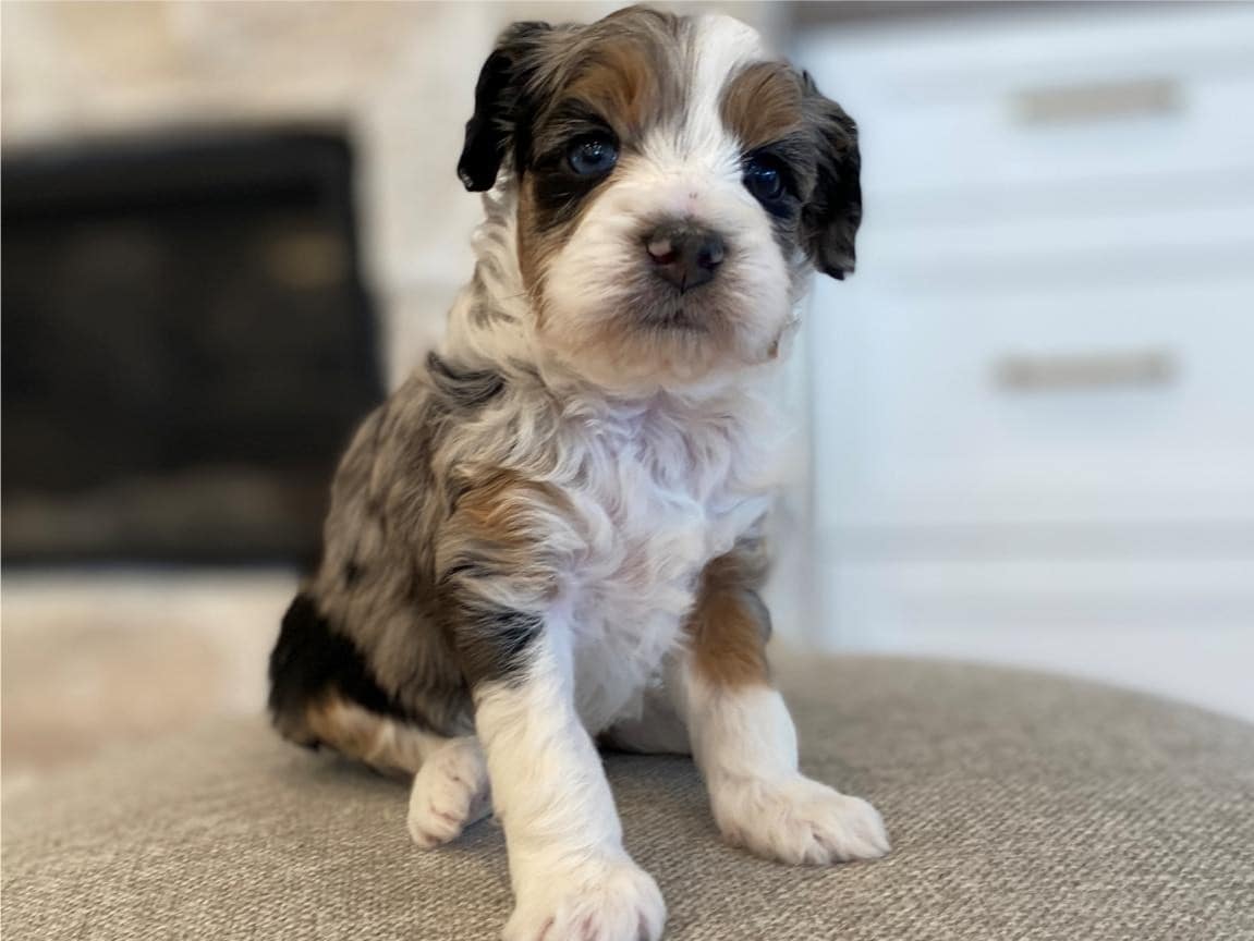 New Jersey Bernedoodle Merle sitting for pictures