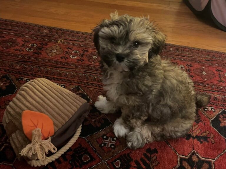 Best puppy training methods