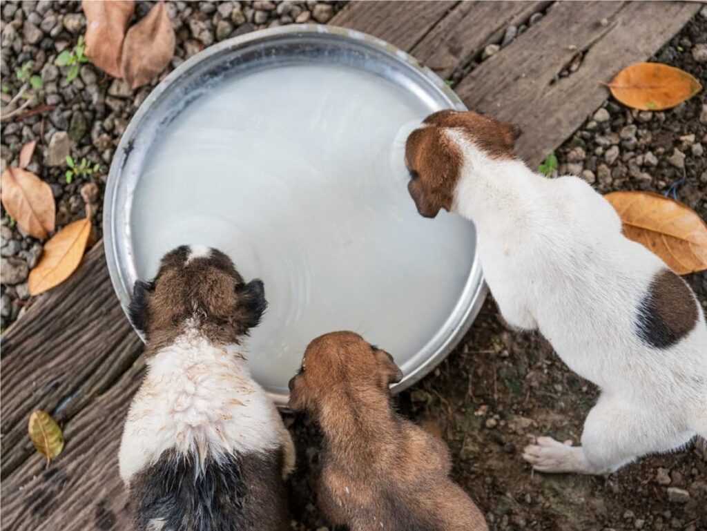 How Much Water Should Your Puppy Drink