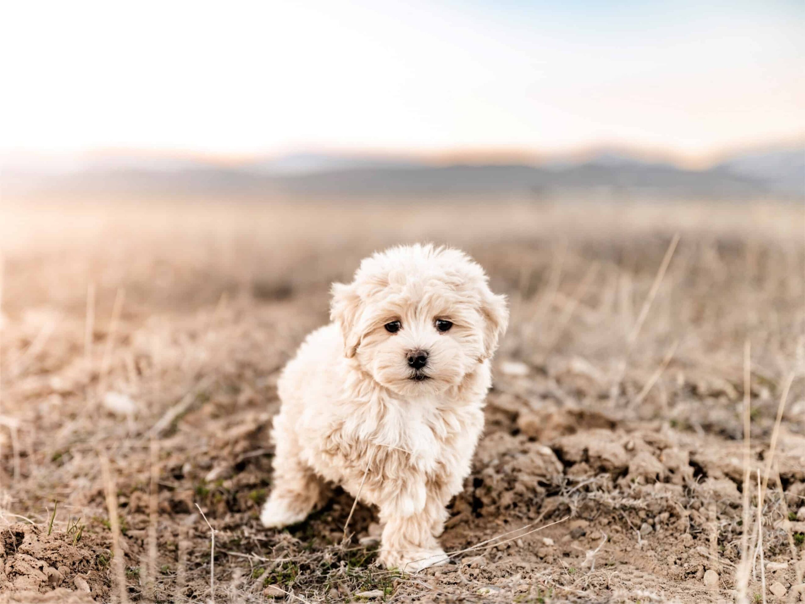 Puppies For Sale (5)