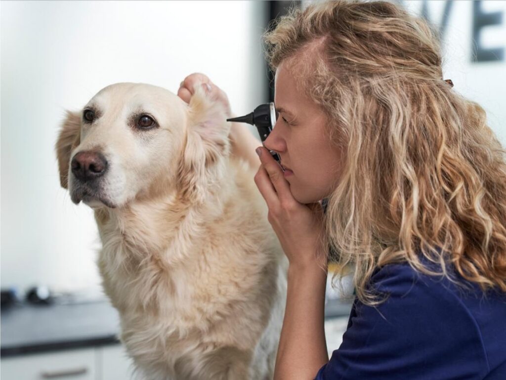 How Often Should You Clean Your Puppy’s Ears