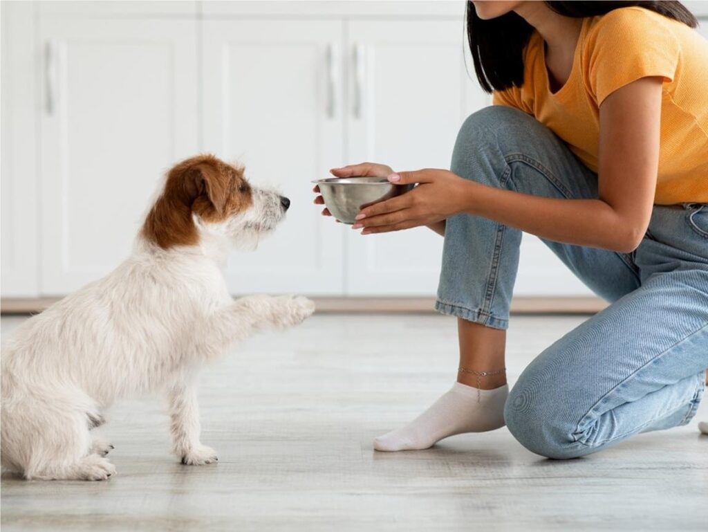 Feeding a puppy