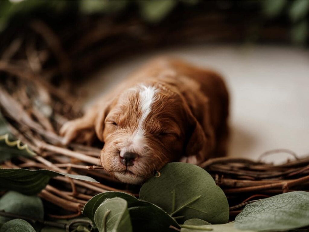 Sleepy New Puppy Ready For A New Home
