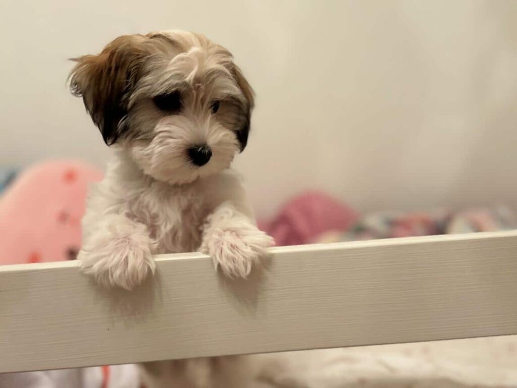 Sheridan Wyoming State Havapoo Puppies