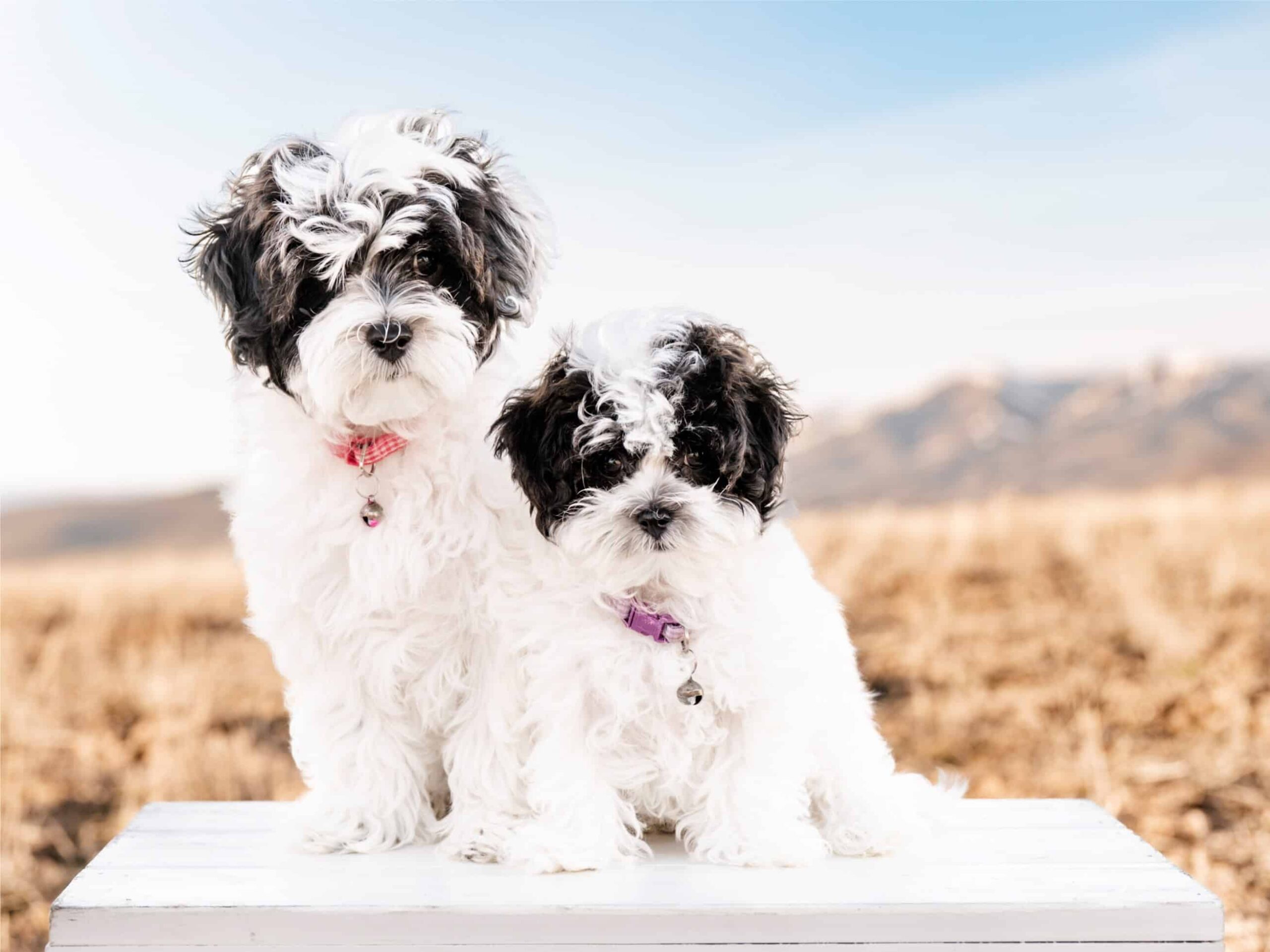 Are havapoos purebred dogs