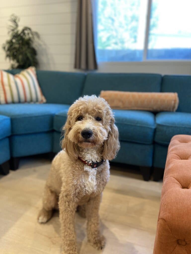 goldendoodle