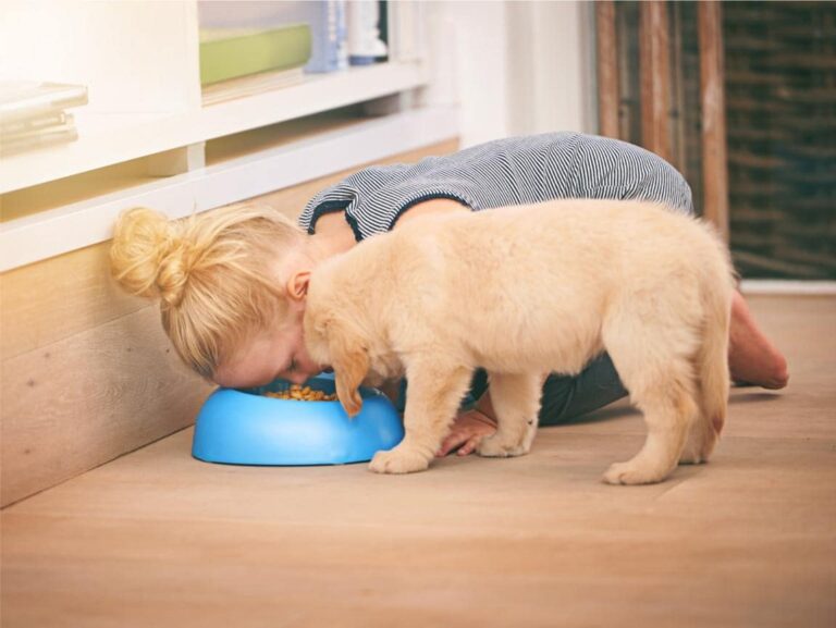 Choosing the Right Puppy Food