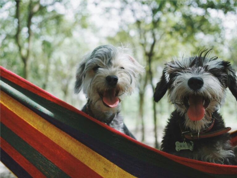 Happy Puppy Meeting Another Dog – Socializing Your Puppy