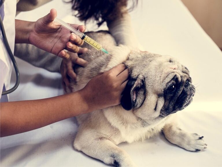 Puppy Getting a Vaccination