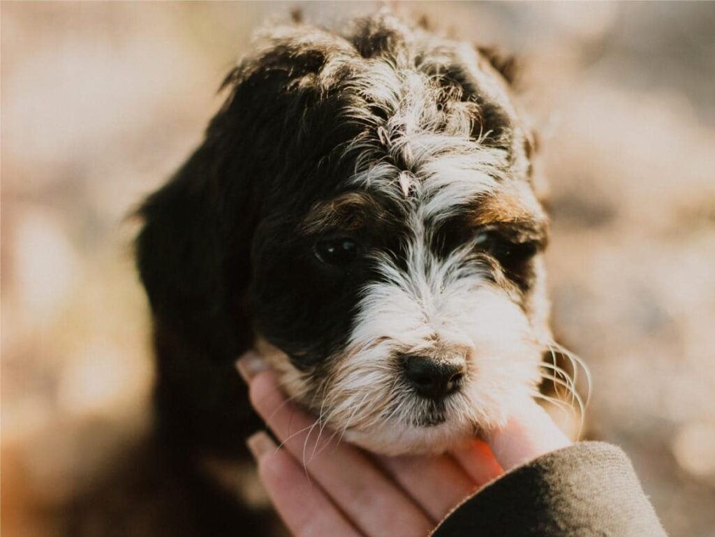 Adorable Bernedoodle for Adoption in Michigan