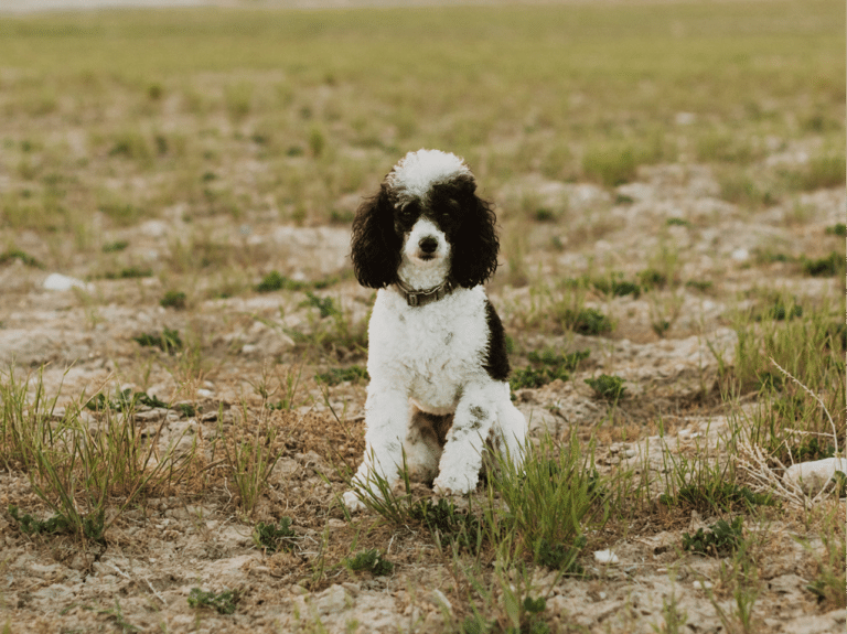 Peafae 5 4 3, Poodle Stud, Parti Poodle