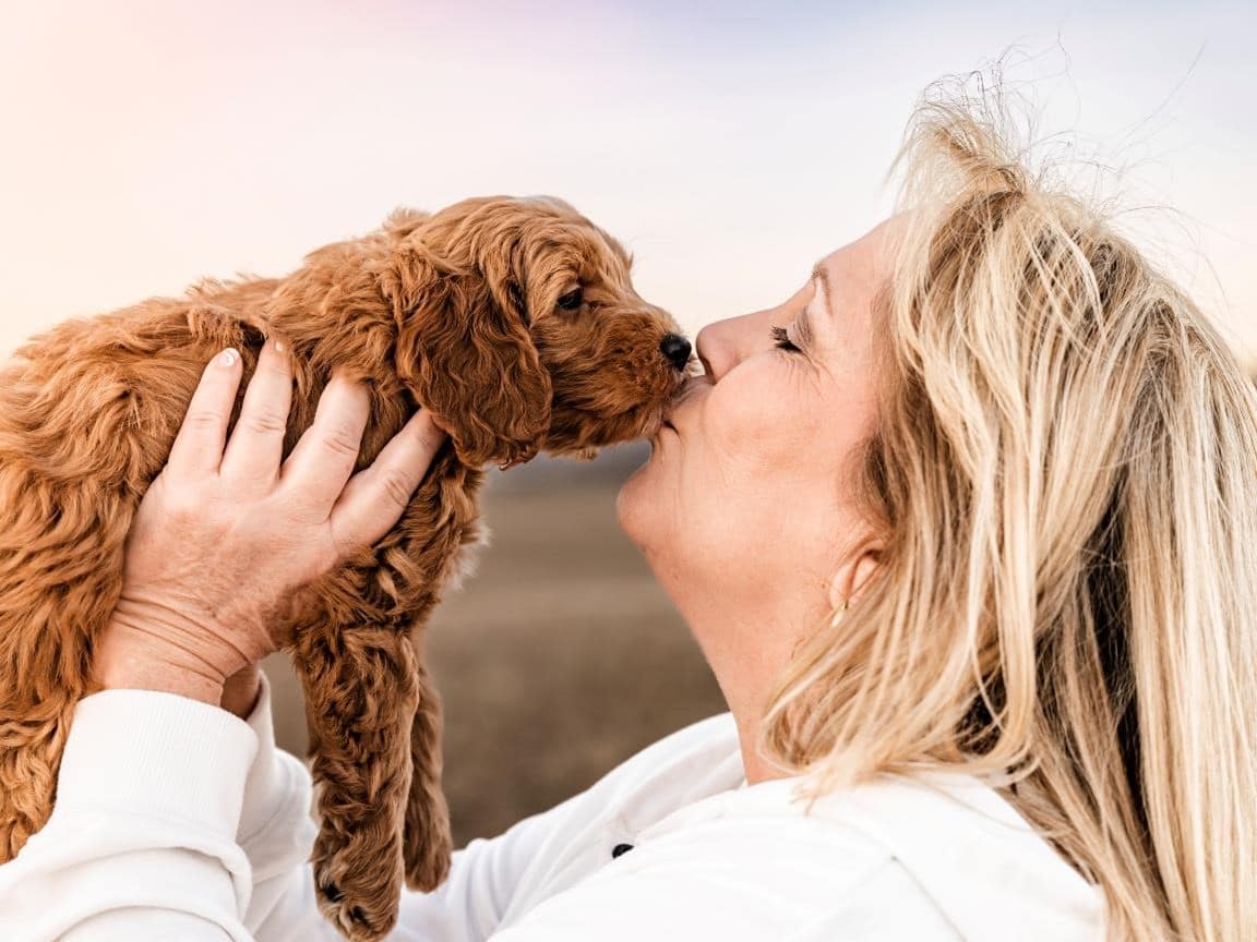 What diet is best for cavapoos, cavapoo eating food, healthy cavapoo diet, cavapoo puppy food, best food for cavapoo, cavapoo meal time, cavapoo with vegetables