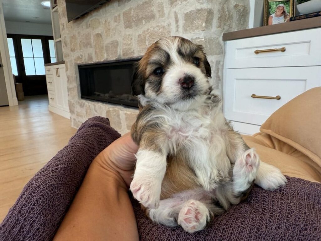 havanese-puppy, havanese-small-dog, havanese-in-concord-city, havanese-in-california, havanese-best-small-dog